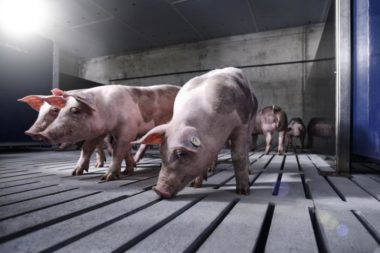 Animal wellbeing | Export internationnal de reproducteurs porcins